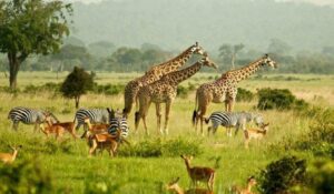 Uganda Safari – Gorilla Trekking & Wildlife Adventures 2 Many animals on the plains with trees and vegetation and tall grass.