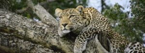 Cheetah laying on a tree branch in Africa.
