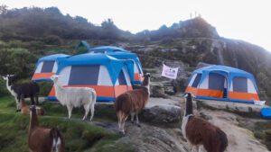 🏞️ Luxury Royal Inca Trail (4 Days) – Exclusive Trekking Experience 3 Camping tents on a hill with several Lama and rocks and trees