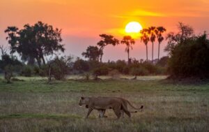 Two lions walking through a field at sunset with trees and vegetation