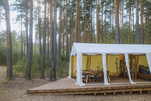 Large white safari-style glamping tent on an elevated wooden platform surrounded by tall pine trees, featuring an open entrance, wooden dining table, chairs, and comfortable interior furnishings.