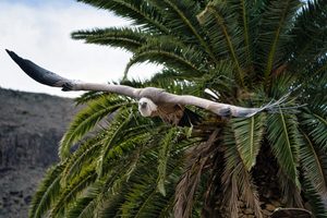 Large Andean condor soaring with its wings spread wide above palm trees and mountainous scenery.