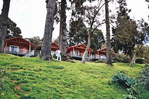 Row of rustic wooden cabins with covered porches, white railings, and stairways nestled among tall trees on a lush green hillside, with a person walking between the cabins.