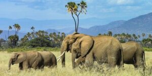 Elephants walking in a field of hay with trees and vegetation in background.