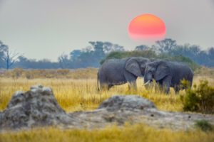 Two elephants on the plains of Africa with large rocks tall grass and trees with a large sun.