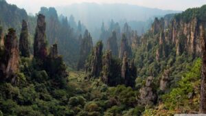 Tall, tower-like rock formations covered with lush green vegetation, rising from a dense forest in China.