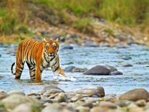 Bengal tiger walking through a shallow creek surrounded by jungle vegetation in Bandhavgarh National Park.