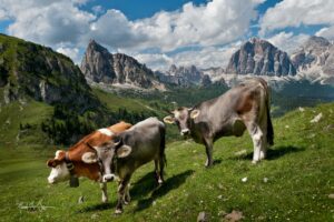 Cows grazing on a green hillside with towering mountains in the background under a clear sky.