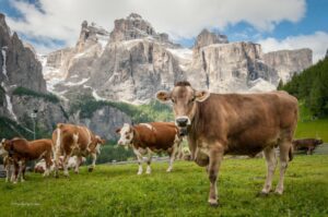 Alta Via 1: Classic Dolomites Trek – A Complete Guide 5 Cows grazing in a green grassy field with mountains in the background