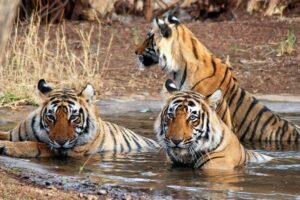 Three Bengal tigers cooling off and bathing in a natural water body in the jungle.