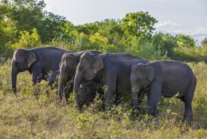🐘 Udawalawe National Park: Sri Lanka’s Elephant Sanctuary🌿🦏 2 Elephants grazing in an open field with woods in the backdrop