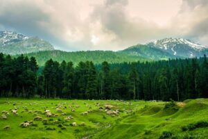 Sheep grazing in a green field with forest and mountains in the background.