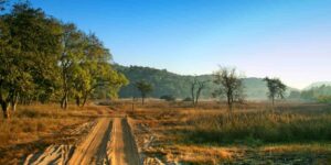 Bandhavgarh National Park A Hidden Gem for Nature Enthusiasts