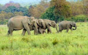 Elephants walking across an open field with dense forest in the background in Bandhavgarh National Park.
