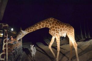 Safari Nights In Thailand – Discover Wildlife After Dark 3 Giraffe leaning into a safari vehicle during a nighttime tour, with dimly lit surroundings.