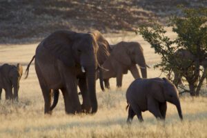 several elephants walking through the savanna at Gabon – Rainforest Safaris & Wild Beaches