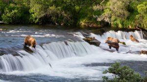 Several bears fishing in a river with small waterfalls, surrounded by forest on both sides.