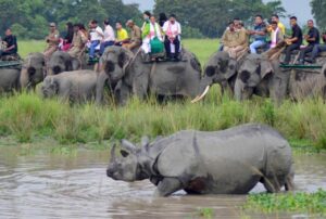 🦏 Kaziranga National Park: Home Of The One-Horned Rhino & Wildlife Wonders 🌿🐅 2 Several elephants carrying tourists watch a rhinoceros standing in a waterhole in a wildlife park.