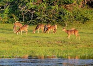🦏 Kaziranga National Park: Home Of The One-Horned Rhino & Wildlife Wonders 🌿🐅 4 Several deer standing along the bank of a waterhole in a lush green field, alert and observing their surroundings.