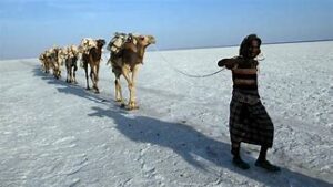 Danakil Depression – Volcanic Wonders 4 A traveler leads camels carrying supplies across the desert in Ethiopia’s Danakil Depression.”