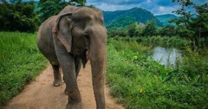 Elephant walking along a narrow jungle road surrounded by dense green forest.