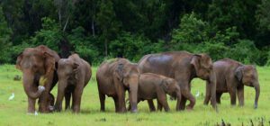 Several elephants grazing in a grassy field with woods in the background