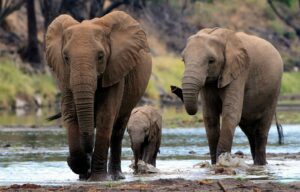 🇬🇭 Ghana – Elephants, Savannas & Canopy Walks 4 Three elephants walking through water on the savanna in Ghana Africa.