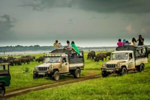 Two safari jeeps with tourists observing a herd of elephants in an open field surrounded by trees.
