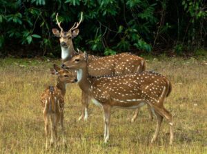 Three deer standing in a grassy field near the edge of the woods