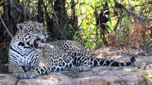 Jaguar lying on the ground resting in the Pantanal wetlands.