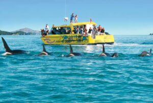 Several people on a boat whale watching in the ocean with a distant coastline in New Zealand.