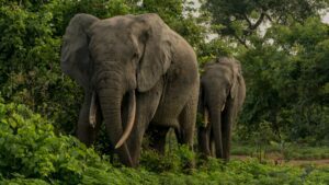 Two elephants walking through a rainforest with lots of vegetation