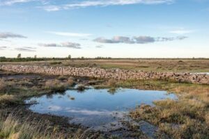 Historic limestone landscape of Stora Alvaret in Sweden
