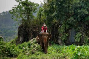 Two people riding on the back of an elephant through a forested area.