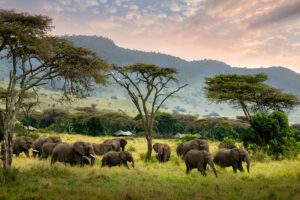 A group of elephants walking peacefully across a grassy field in their natural habitat.