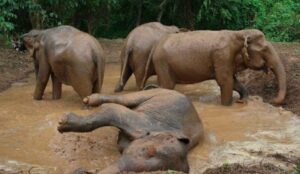 Elephants splashing and playing in a muddy water pool in the wild.