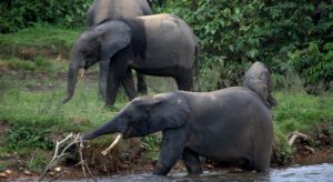 🇬🇦 Gabon – Rainforest Safaris & Wild Beaches 3 Four elephants in a rainforest at Ghana – Elephants, Savannas & Canopy Walks