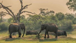 Four elephants walking together through a lush green jungle with dense foliage in the background.