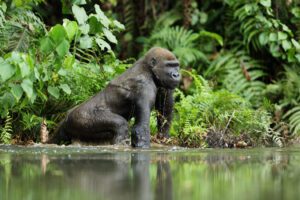 🇬🇦 Gabon – Rainforest Safaris & Wild Beaches 2 Guerilla in the water at a rainforest Gabon – Rainforest Safaris & Wild Beaches