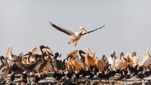 Dozens of birds at Djoudj National Park, Senegal.