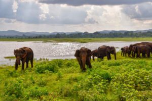 🐘 Udawalawe National Park: Sri Lanka’s Elephant Sanctuary🌿🦏 1 Elephants standing on the grassy shore near a lake, away from the water