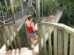Two people walking on rope bridges at a rainforest at Ghana Africa
