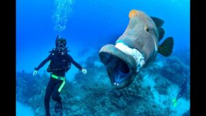 Scuba diver swimming near a very large fish over the vibrant coral reefs of the Great Barrier Reef, Australia.