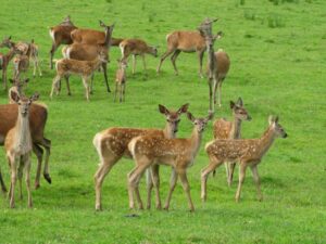 Several deer walking together across a lush green field in Bandhavgarh National Park.
