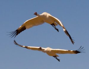 The Sandhill and Whooping Cranes flying in the sky