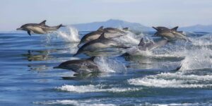 Several dolphins leaping out of the ocean in New Zealand waters.