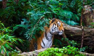 Bengal tiger walking through dense rainforest foliage, blending into the jungle environment.