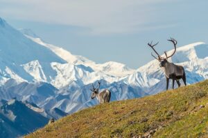 Two deer standing on a grassy hill with snow-capped mountains in the background under a clear sky