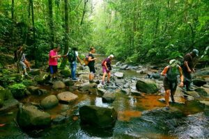 Tourists walking through a shallow creek in a forest