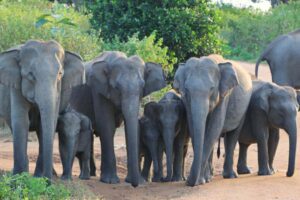 🐘 Udawalawe National Park: Sri Lanka’s Elephant Sanctuary🌿🦏 3 Seven elephants walking together on a dirt road